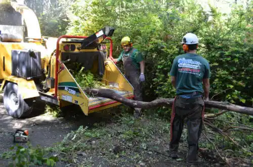 tree services Rock Rapids